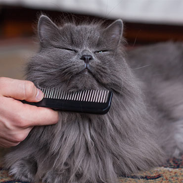 Katze Hat Schuppen Am Rücken