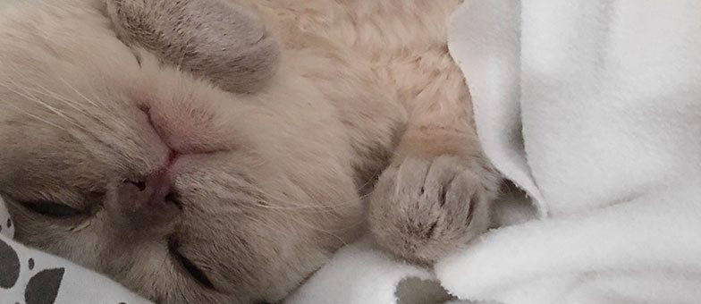 Instagram Katze Gizmo