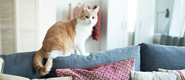 Katzenhaare lassen sich mit einem Tierhaarstaubsauger ganz leicht aus der Wohnung entfernen.