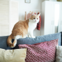Katzenhaare lassen sich mit einem Tierhaarstaubsauger ganz leicht aus der Wohnung entfernen.