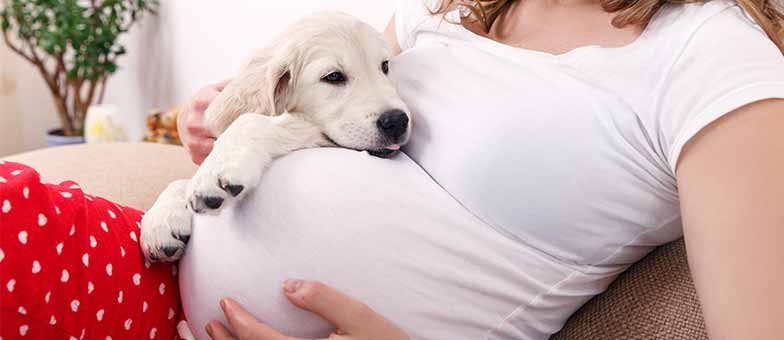 Hund und Baby, schwangere Frau mit Hund