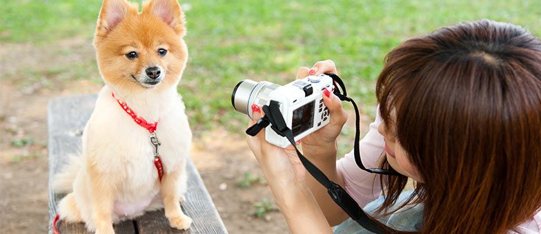 Vorher-Nachher Hundefriseur