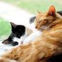Eine rote und eine schwarz-weiße Katze liegen aneinander geschmiegt auf einem Teppich.