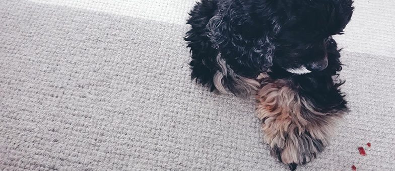 hund stürmische begrüßung abgewöhnen