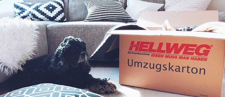 Umzug mit dem Hund