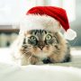 Katze an Weihnachten