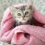 Eine kleine Katze in einem rosa Handtuch eingewickelt.