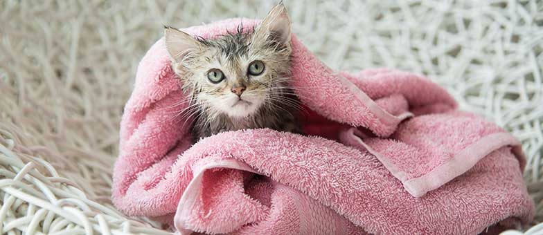 Eine junge Katze sitzt nach dem Baden in einem rosa Handtuch.