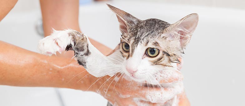 Eine Katze wird in der Badewanne gebadet.