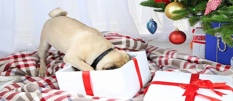 Sichere Weihnachten mit Hund Tipps und Tricks