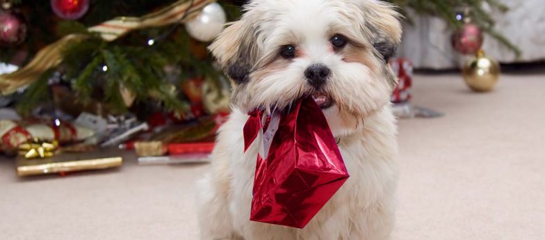 Weihnachtsgeschenke für den Hund