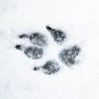 Hundepfotenabdruck im Schnee