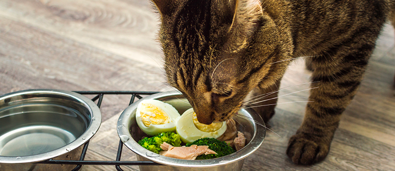 Eine Katze frisst eine Barf-Mahlzeit.