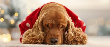 Verängstigt wirkender Cocker Spaniel liegt an Silvester auf einem Teppich.