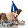 Junger Hund mit einem Partyhut und einer Girlande an Silvester.