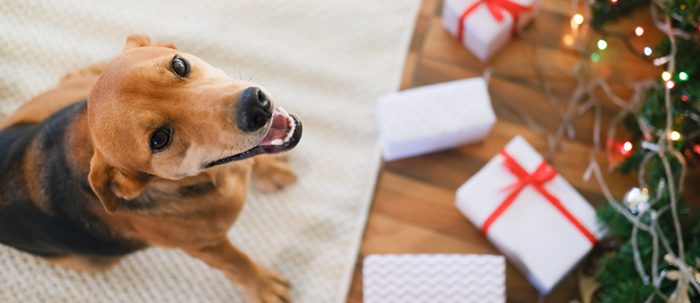 Weihnachten 2022 Mit Hund Im Hotel Sichere Weihnachten mit Hund Tipps und Tricks tierisch wohnen