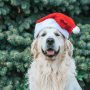 Ein Hund mit einer Weihnachtsmütze auf dem Kopf sitzt vor Tannen.