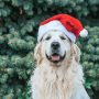 Ein Hund mit einer Weihnachtsmütze sitzt vor einem Tannendickicht.