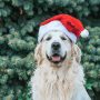 Ein Hund hat eine Weihnachtsmannmütze auf.