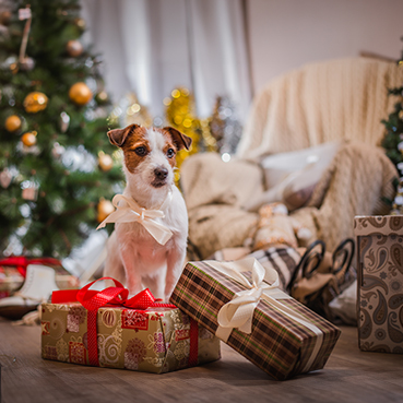 Ein Hund sitzt auf Geschenken in einem weihnachtlich geschmückten Zimmer.
