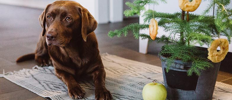 Apfelringe für Hunde