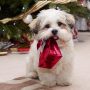 Hund mit Weihnachtsgeschenk im Maul
