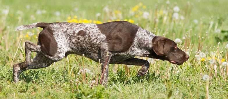 Jagdhund auf der Jagd