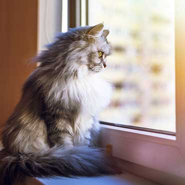 Kippfensterschutz: Fenstergitter für Katzen