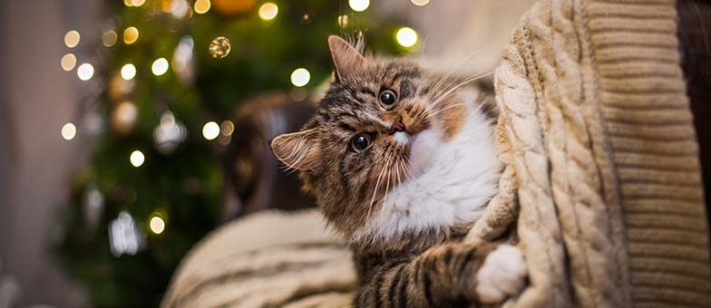 katzensicherer-weihnachtsbaum