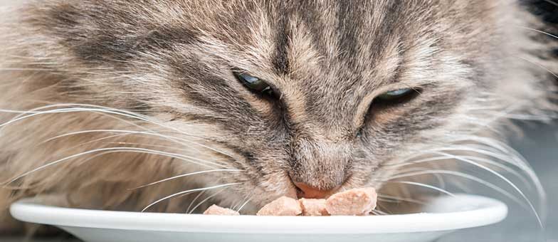 Leckerlis für die Katze selber machen