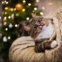 Eine grau getigerte Katze liegt auf dem Sofa, im Hintergrund steht ein Weihnachtsbaum.