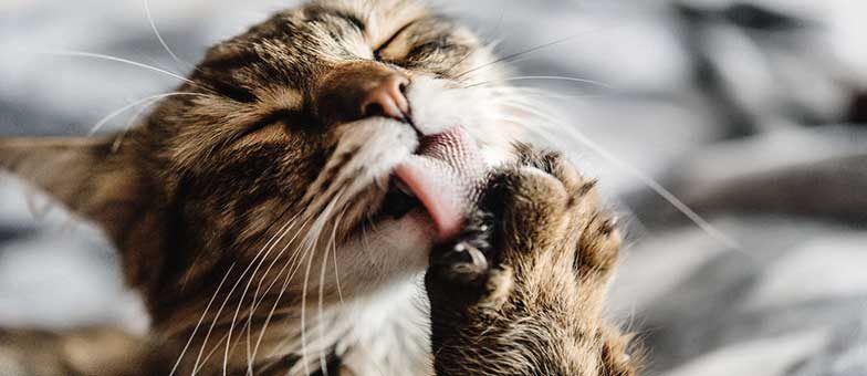 Fellpflege Kurzhaarkatze