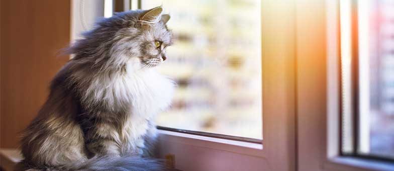 Fenster sicher fuer Katzen machen