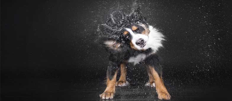 Hund Kommando Schütteln vor der Tür beibringen