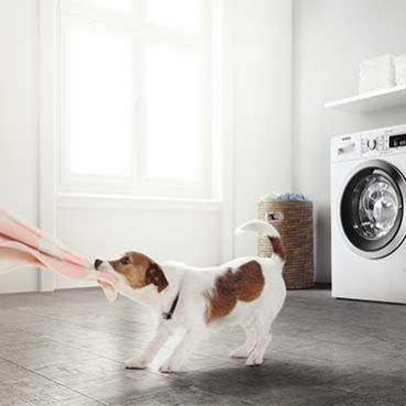 Hunde, Baby und Hygiene