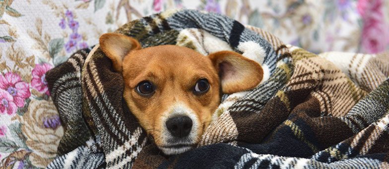 [Bild: hunde-im-winter-warm-halten-decken-784x340.jpg]