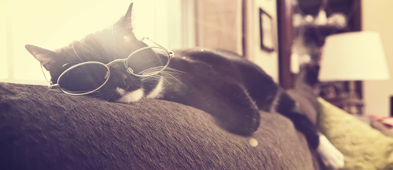 Lustige Schlafpositionen bei Katzen