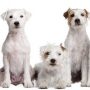 Fellpflege des Parson Russell Terriers