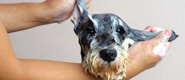 Hundegeruch aus der Wohnung entfernen