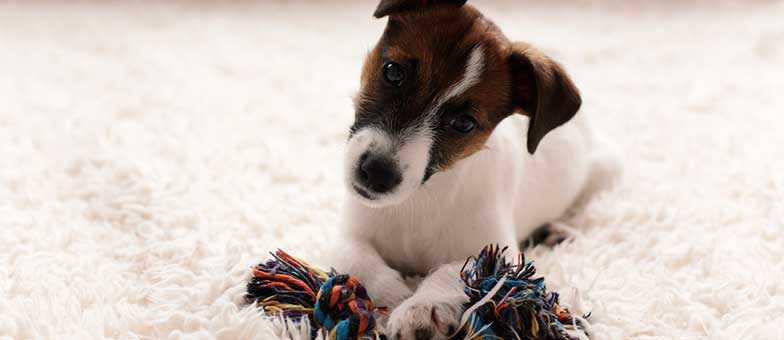 Suchspiel für den Hund in der Wohnung