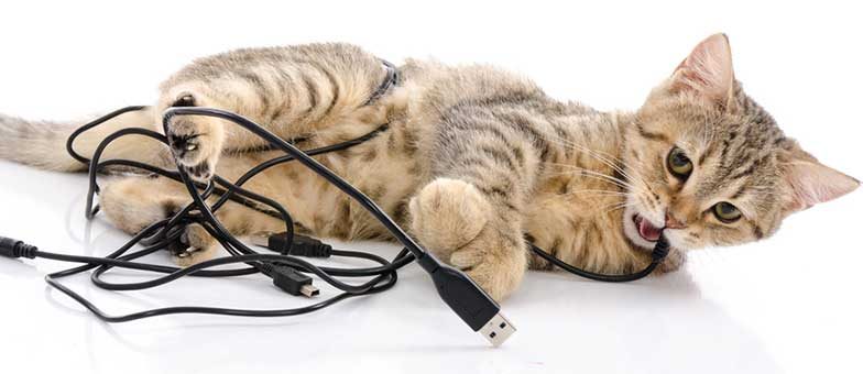 Katze knabbert am Kabel