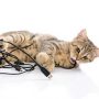 Katze knabbert an Kabel
