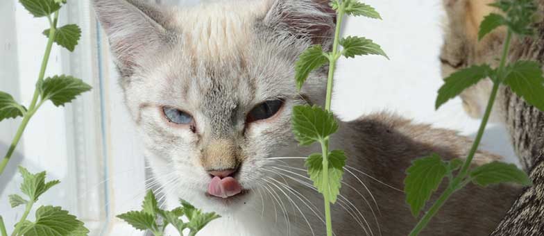 Ist Katzenminze schädlich für Katzen