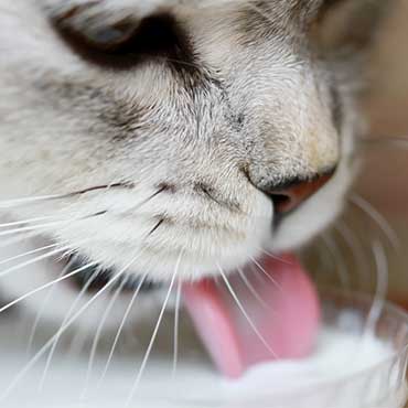 Dürfen Katzen Milch Trinken Tierisch Wohnen