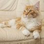 Katzenleckerlies selber machen - Die qualitativsten Katzenleckerlies selber machen ausführlich analysiert!