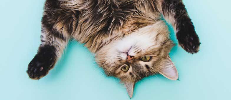Flauschige Katzen auf Instagram