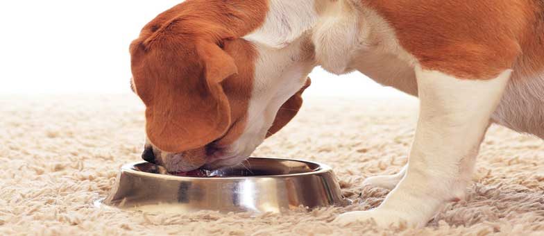 Wie viel soll ein Hund trinken