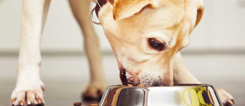 Fressnapf vom Hund richtig reinigen