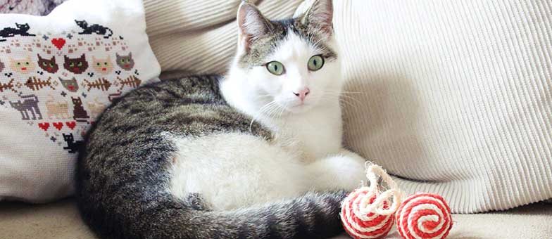 Katze anschaffen: Tipps und Tricks