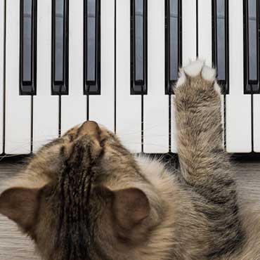 Lustige Katzen Lieder